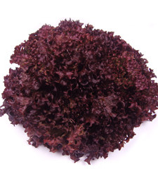 lattuga-lollo-rossa