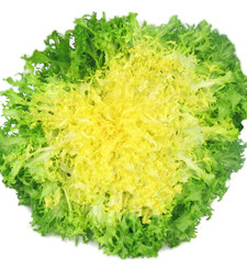 indivia-riccia