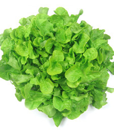 latt_quercia_verde
